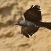 Kavka obecna - Corvus monedula - Eurasian Jackdaw 5945